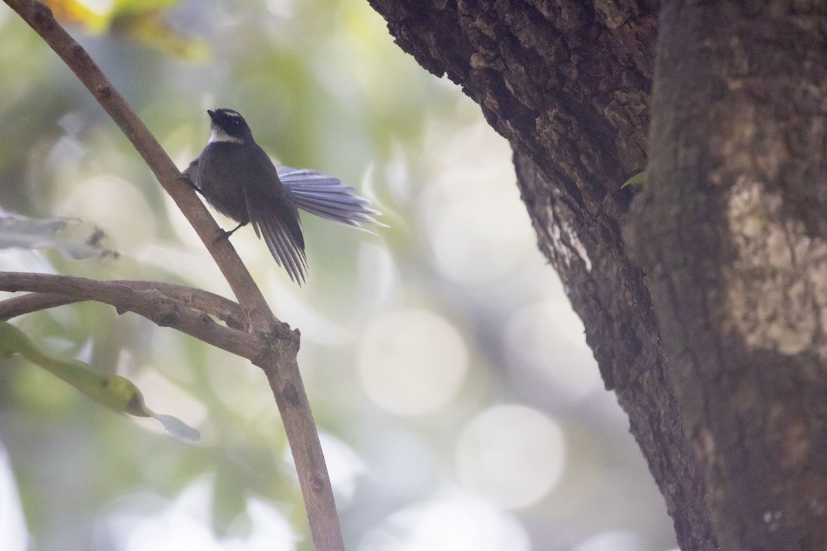 White-throated Fantail - ML84930011