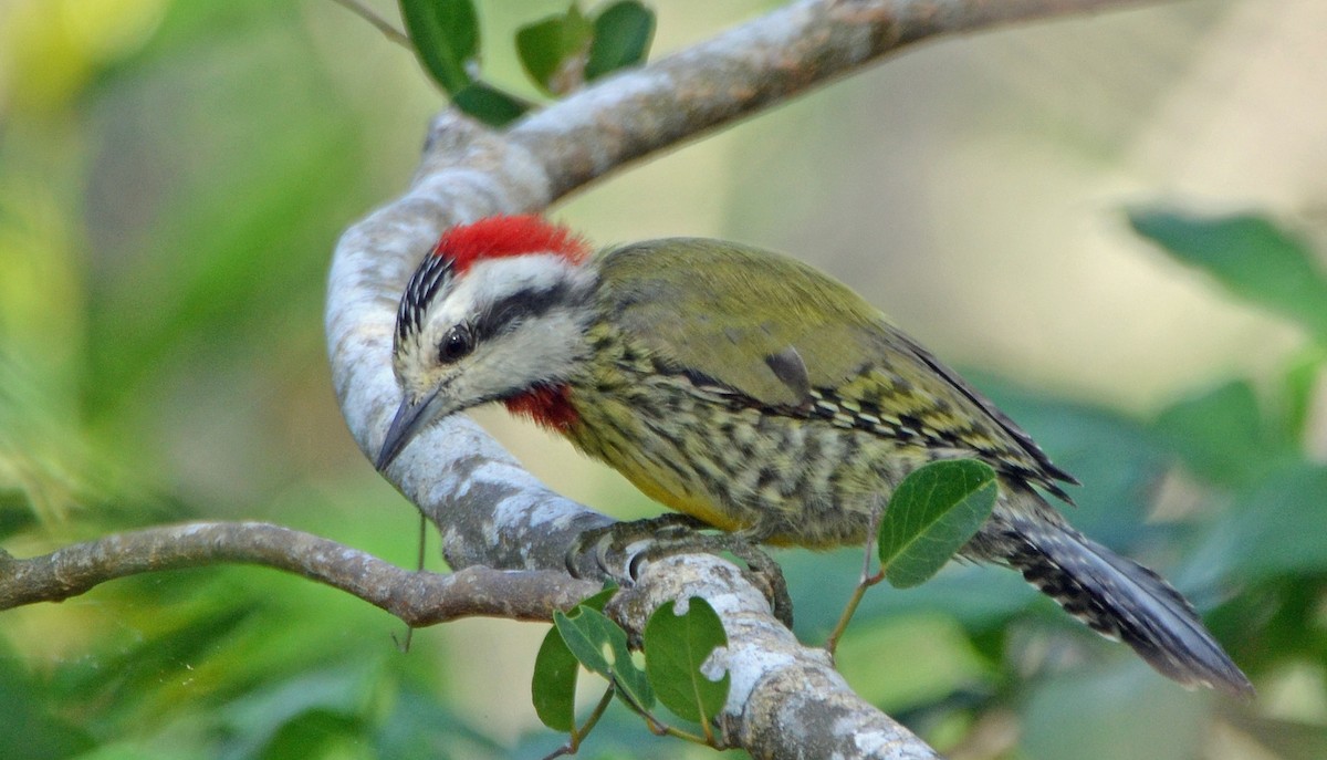 Cuban Green Woodpecker - Michael J Good