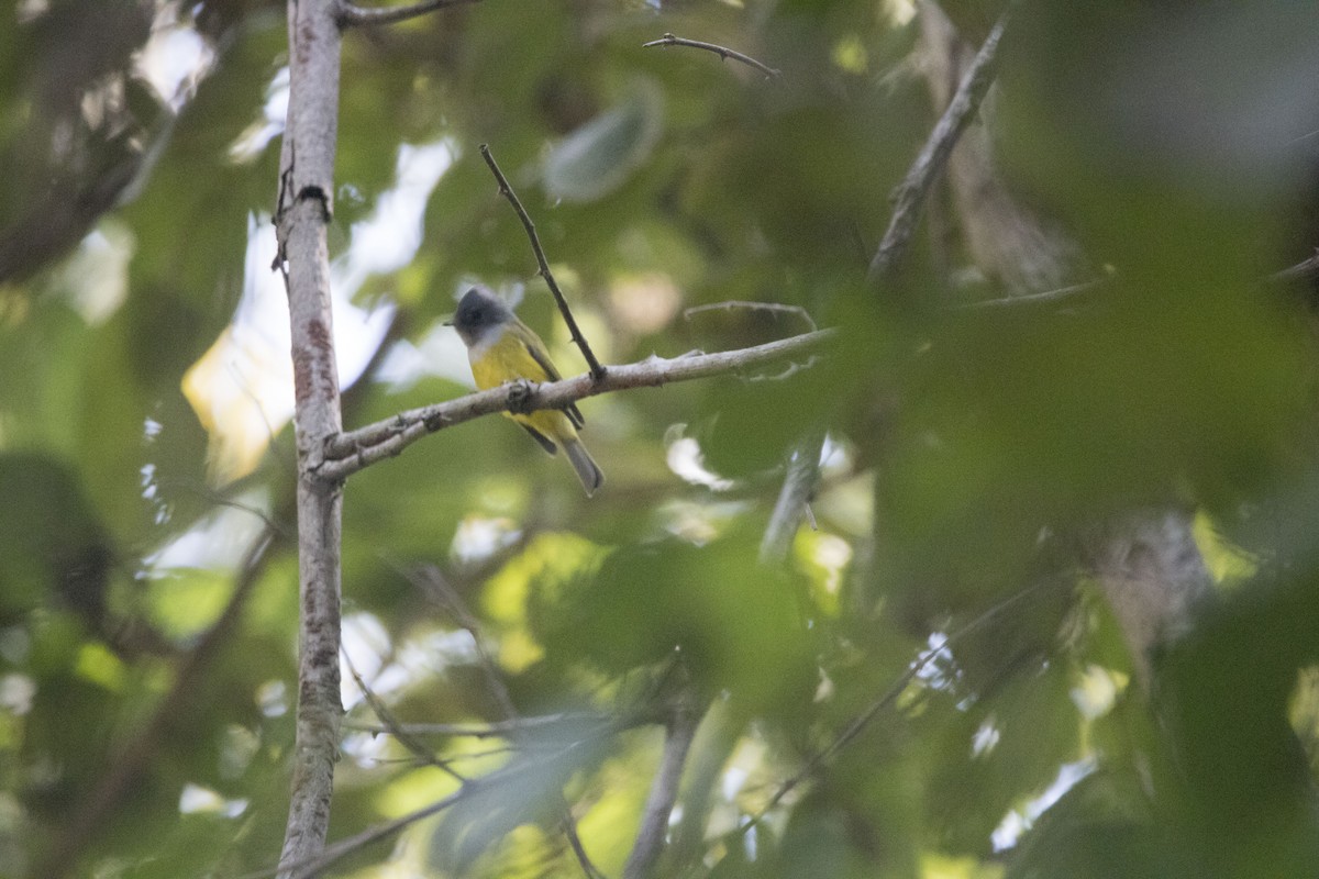Gray-headed Canary-Flycatcher - ML84930601
