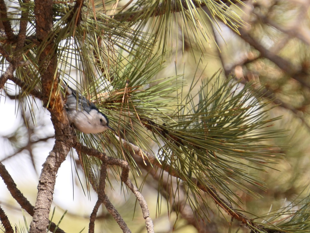 White-breasted Nuthatch - Bill Hopping
