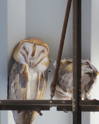 Barn Owl - Holly Sweeney