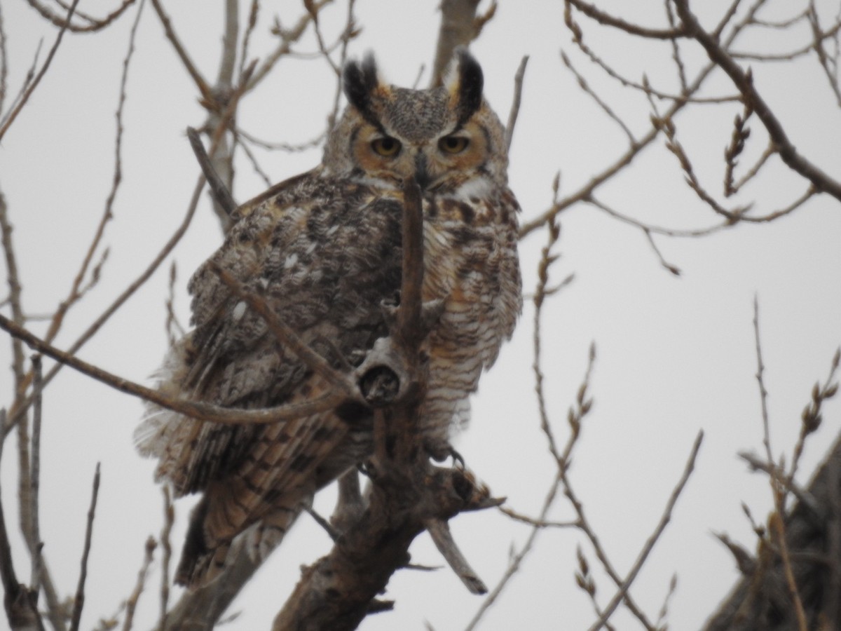 Great Horned Owl - ML84935261