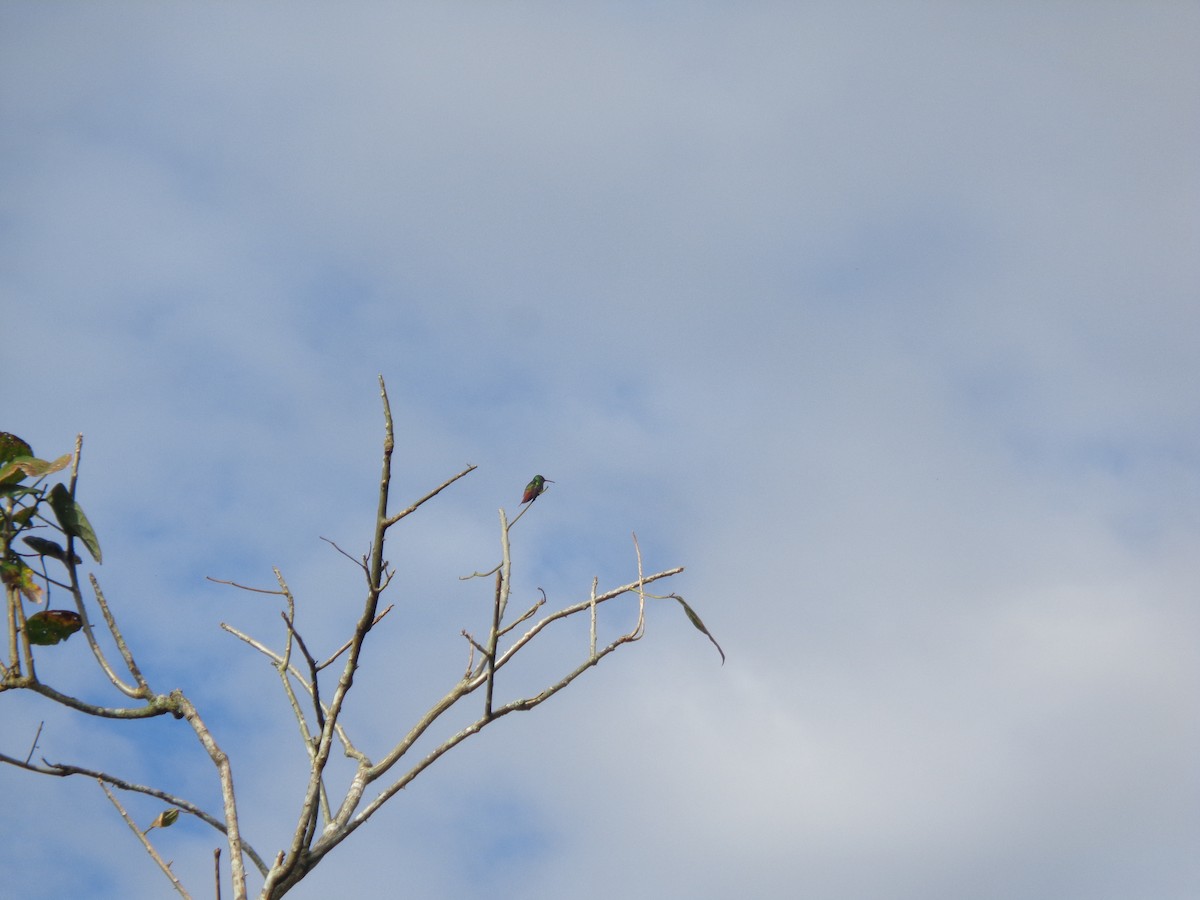 Rufous-tailed Hummingbird - ML84936801