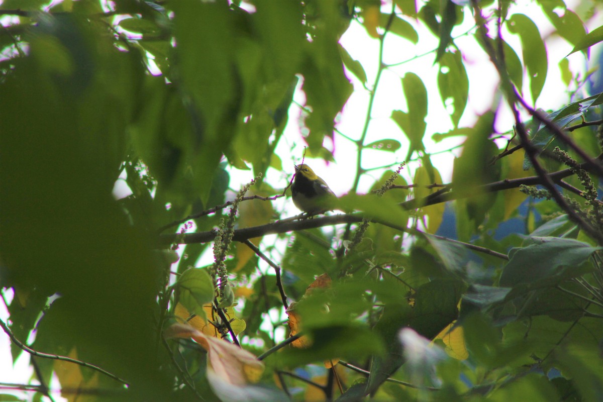 Black-throated Green Warbler - ML84937421