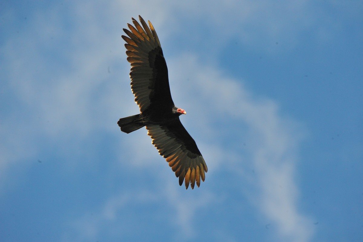 Turkey Vulture - Wayne Fidler