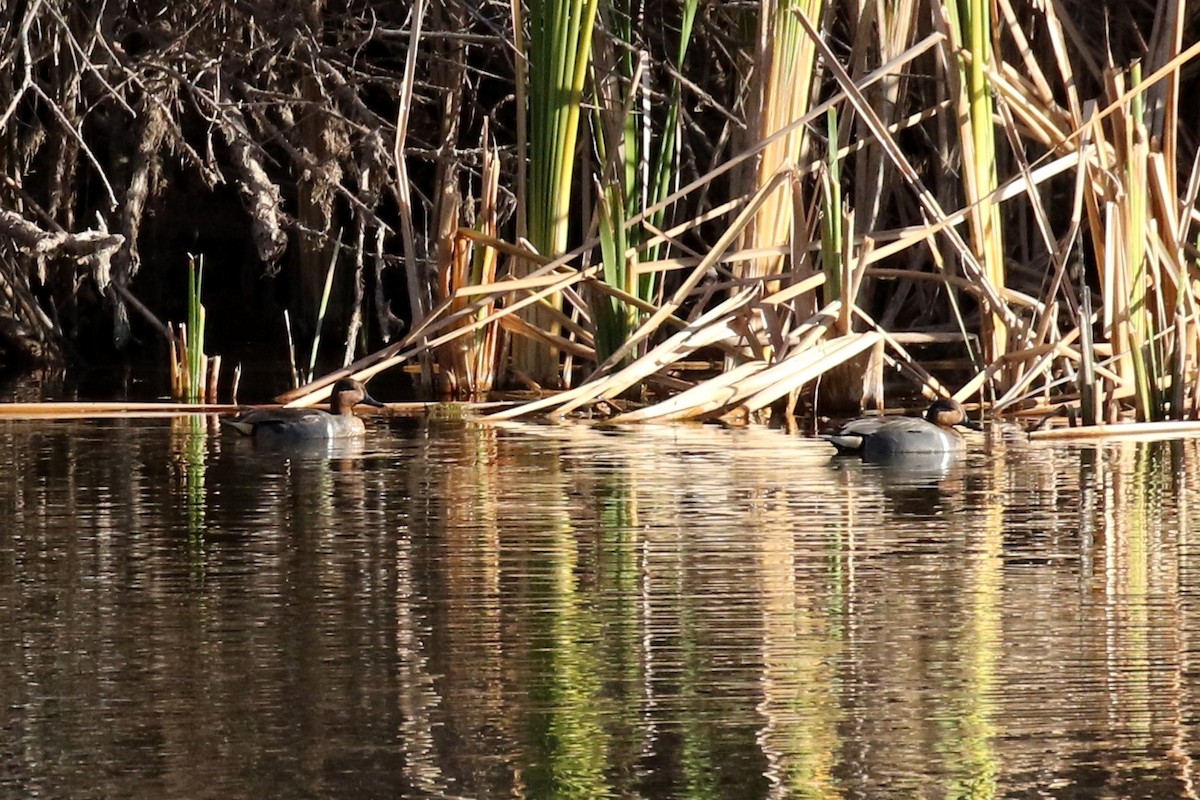 Green-winged Teal - Lindsay Story
