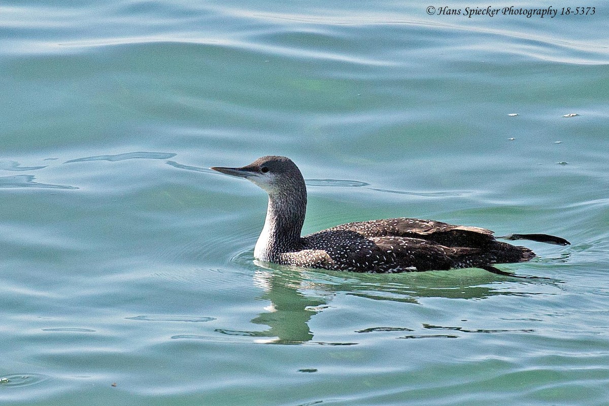 Red-throated Loon - Hans Spiecker