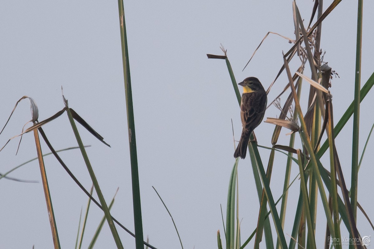 Yellow-breasted Bunting - ML84943681