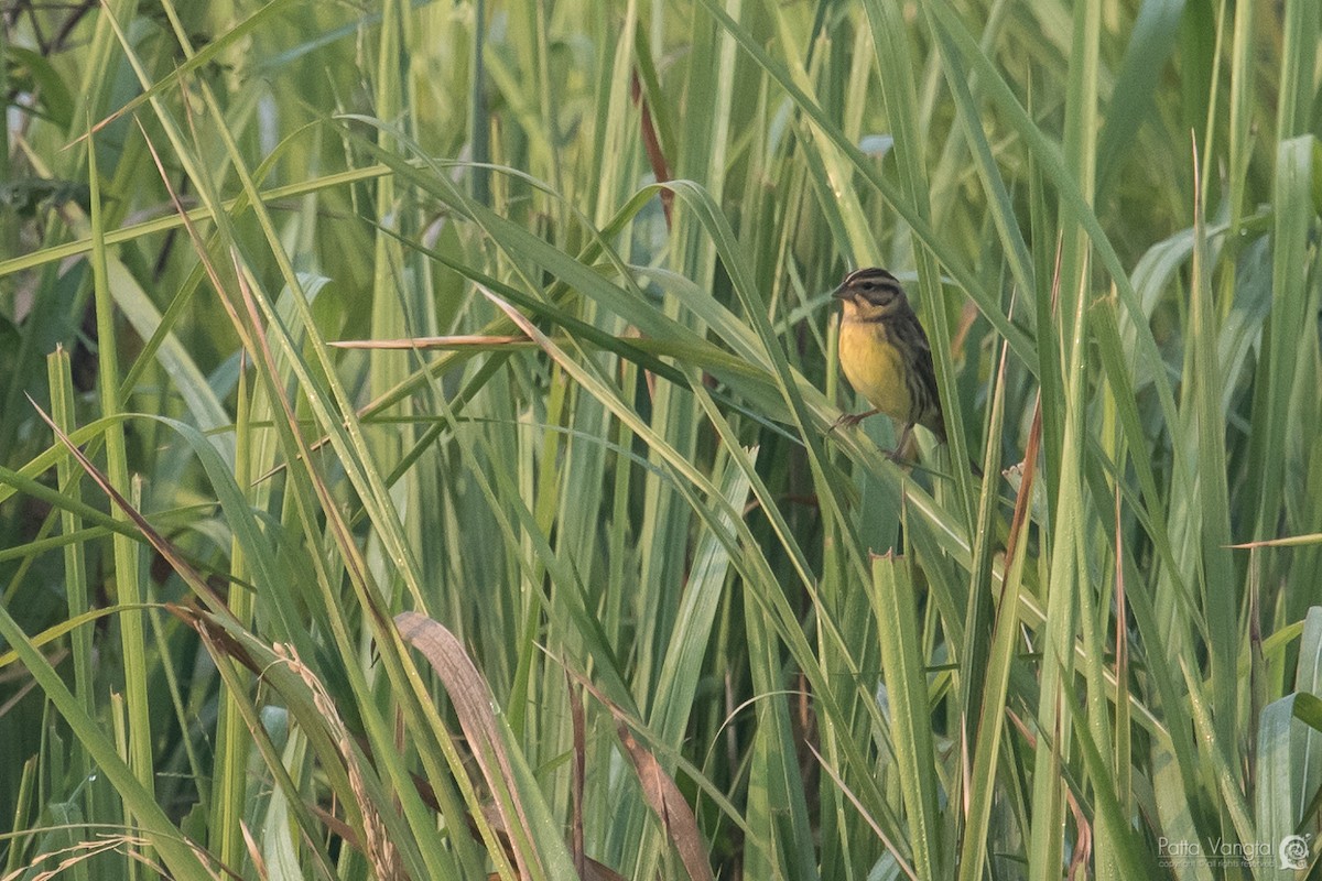 Yellow-breasted Bunting - Pattaraporn Vangtal