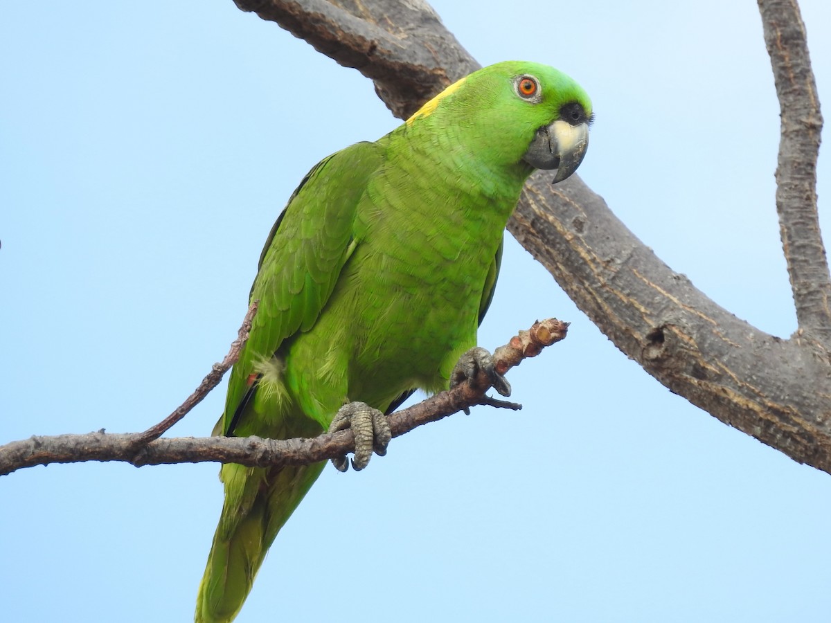 Yellow-naped Parrot - ML84944281