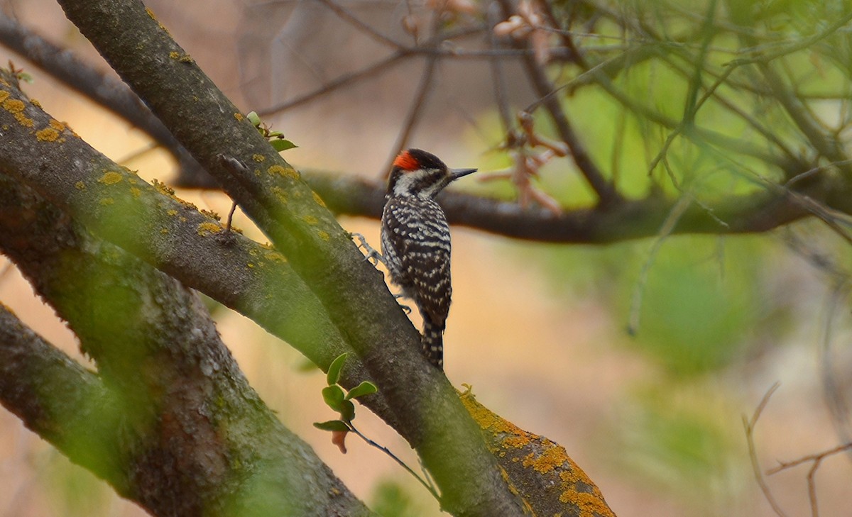 Striped Woodpecker - ML84944401