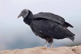 Black Vulture - Manuela Enríquez