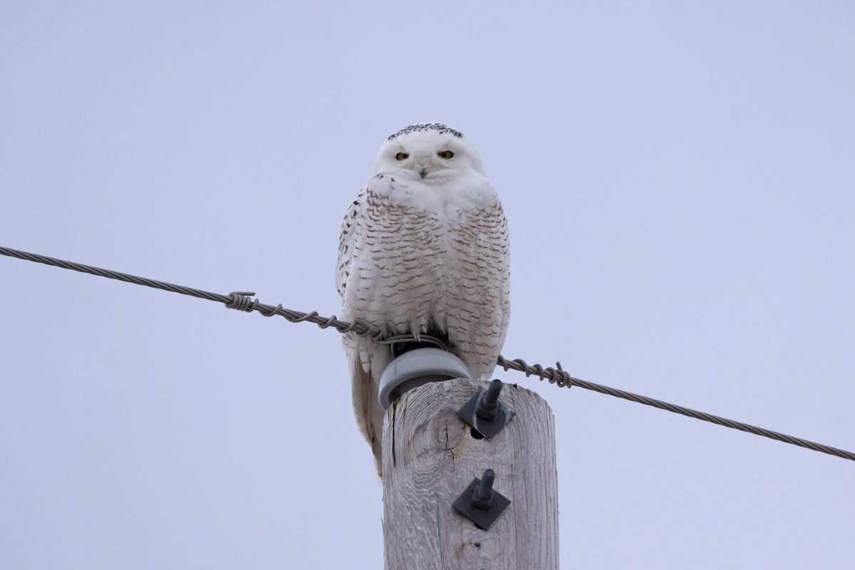 Snowy Owl - ML84948621