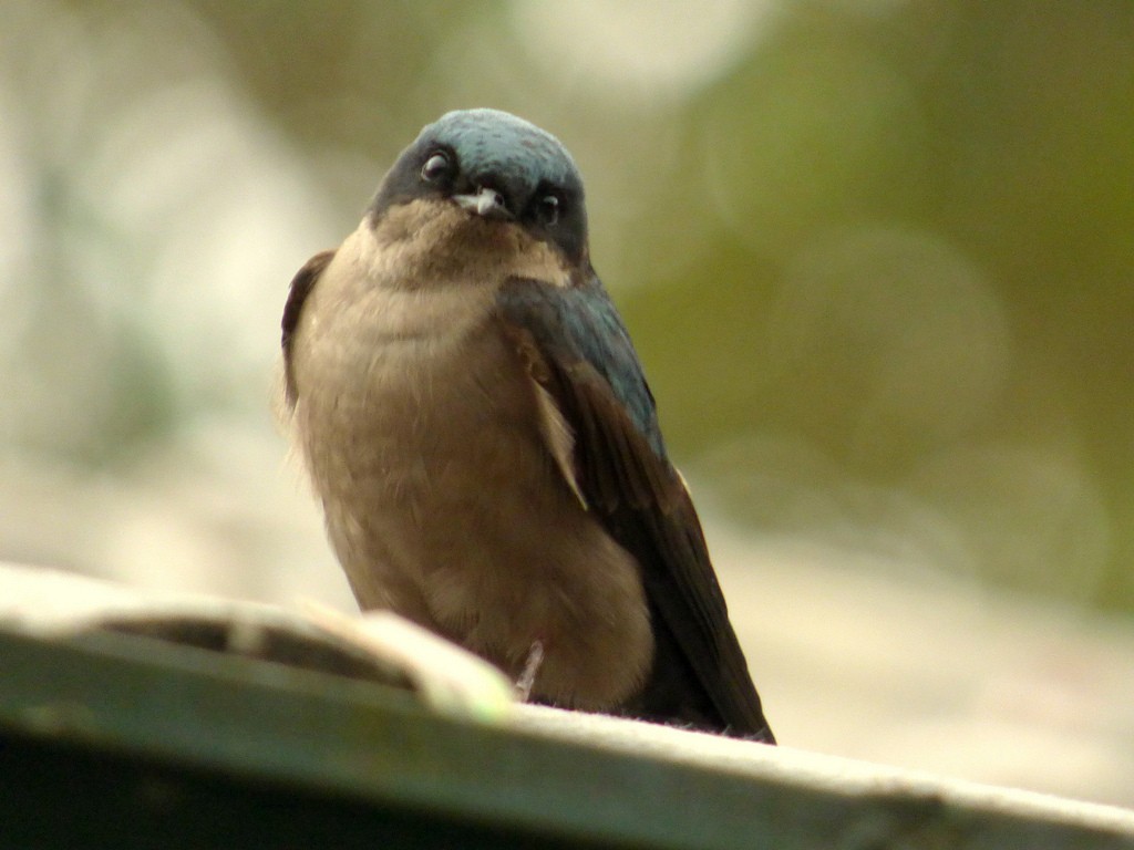 Brown-bellied Swallow - ML84949051