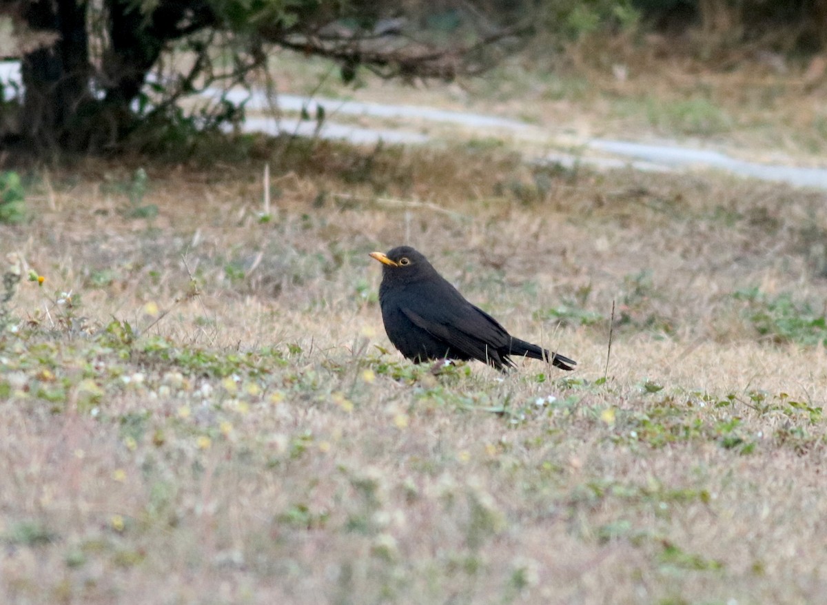 Chinese Blackbird - ML84949161