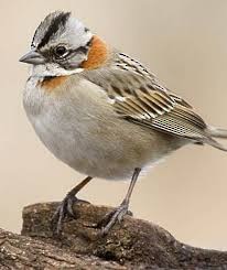 Rufous-collared Sparrow - ML84949441
