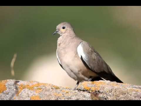 Black-winged Ground Dove - Manuela Enríquez