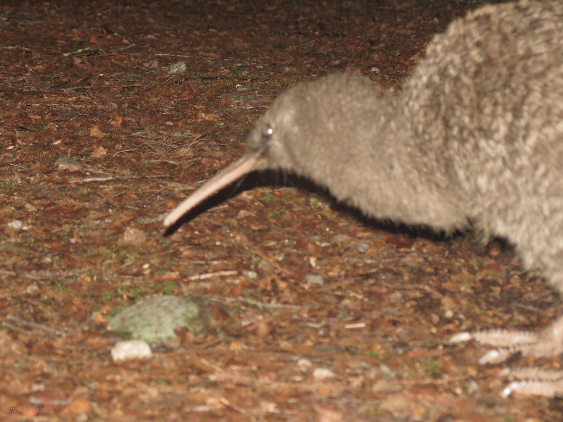 Great Spotted Kiwi Ebird