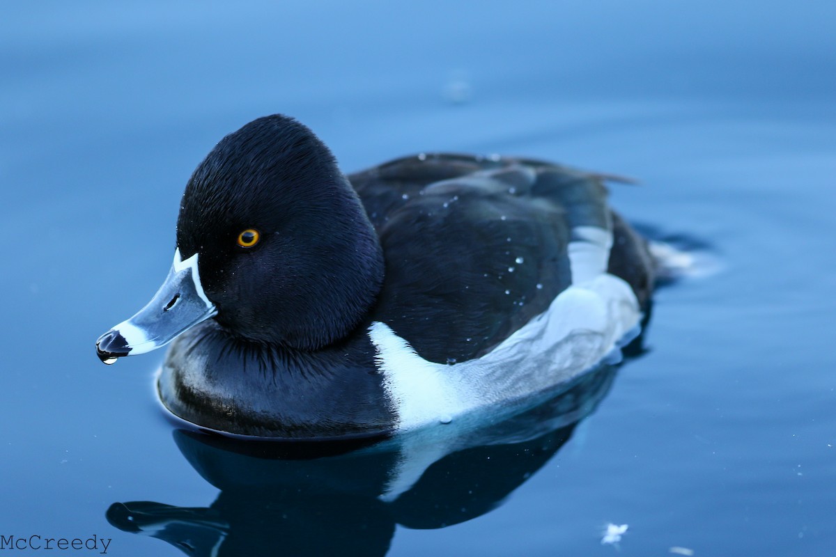 Ring-necked Duck - ML84950181