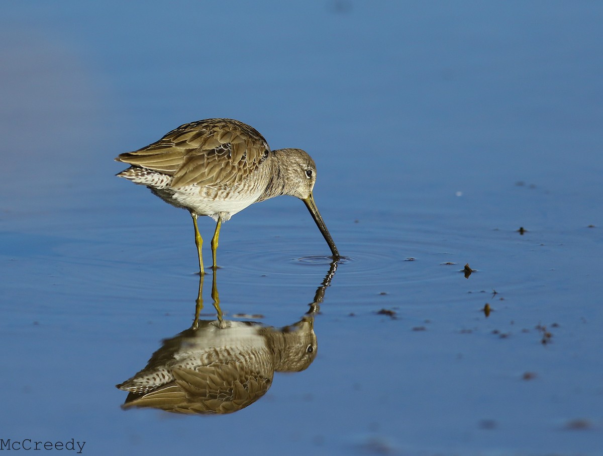 Long-billed Dowitcher - ML84950351