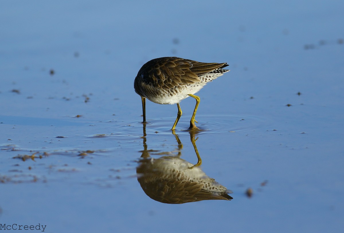 Long-billed Dowitcher - Chris McCreedy - no playbacks