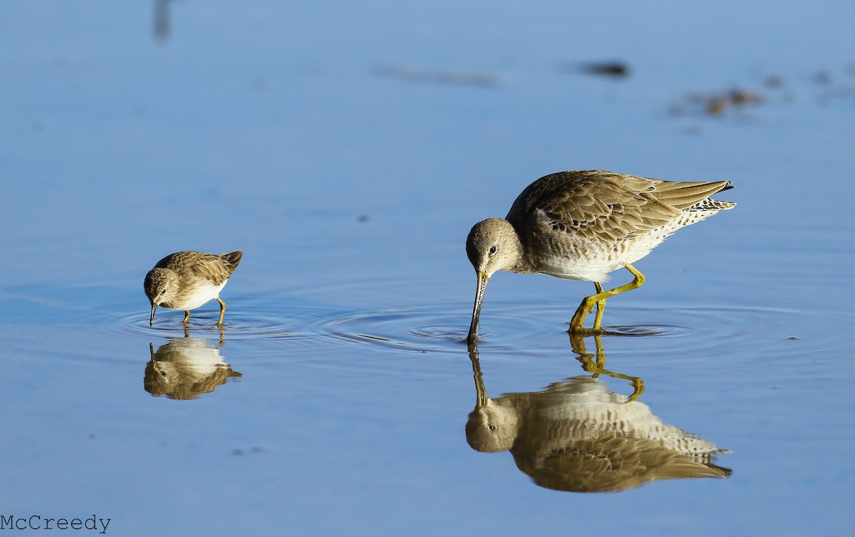 Long-billed Dowitcher - ML84950391