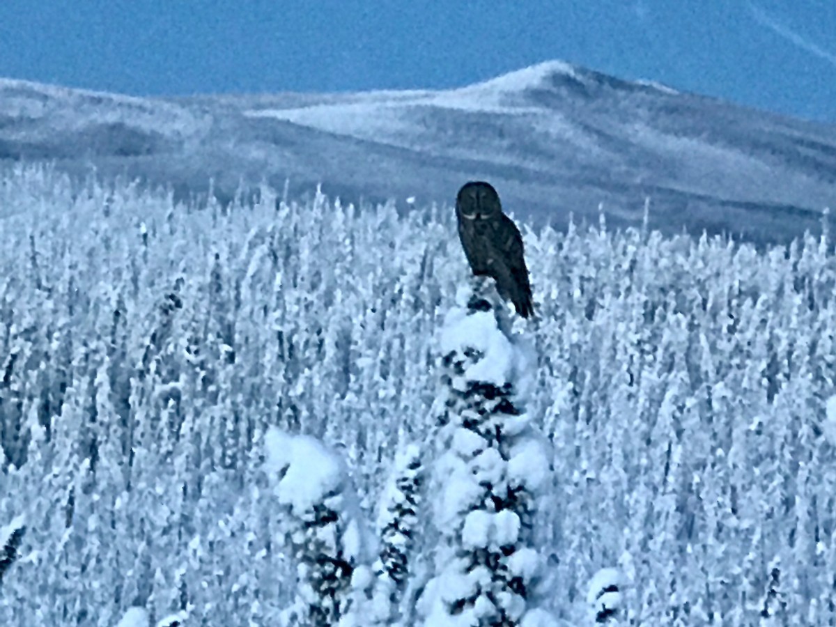 Great Gray Owl - Ricky Pugalee