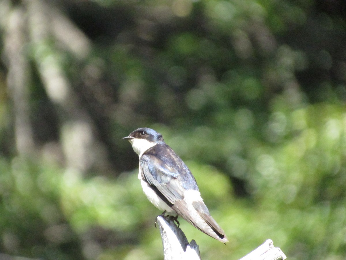 Chilean Swallow - Romina Save