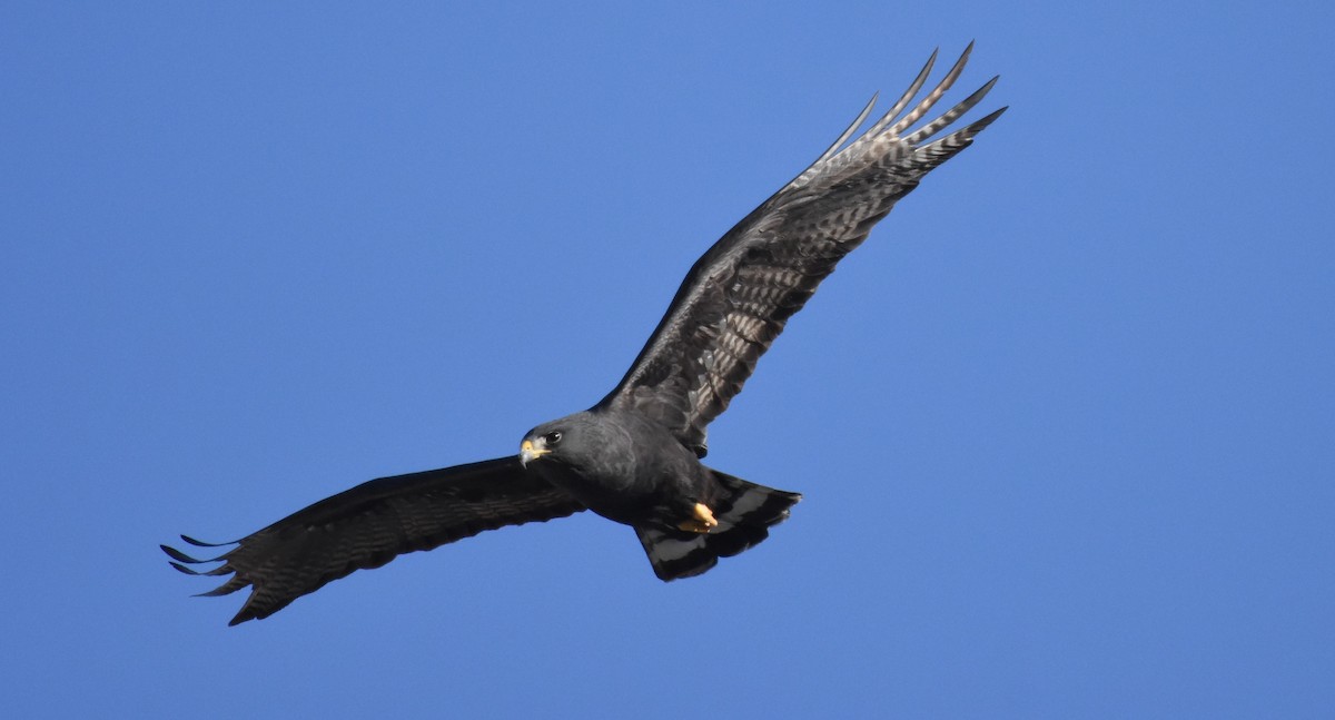 Zone-tailed Hawk - ML84959581