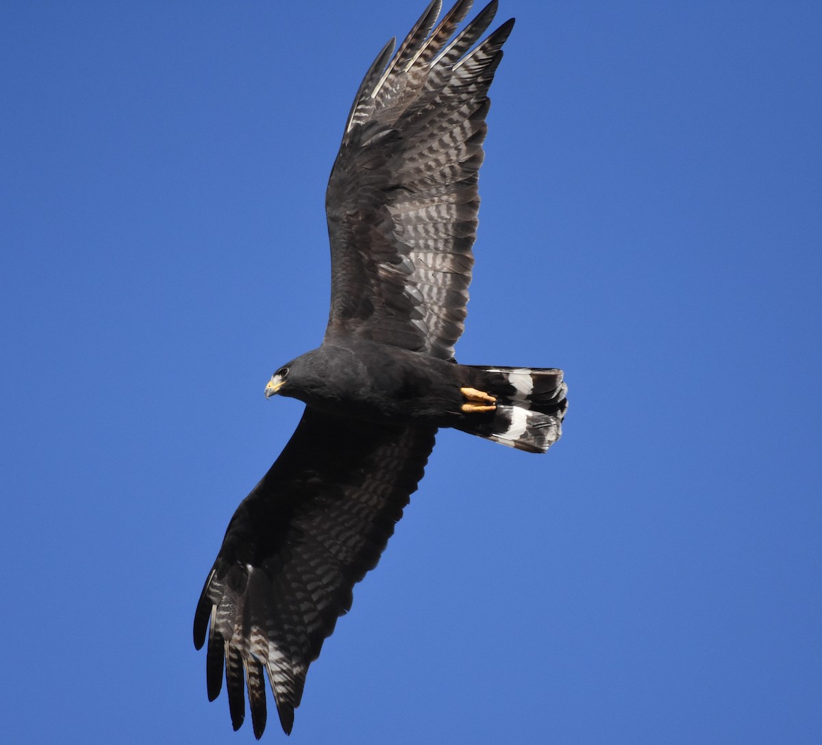 Zone-tailed Hawk - ML84959631