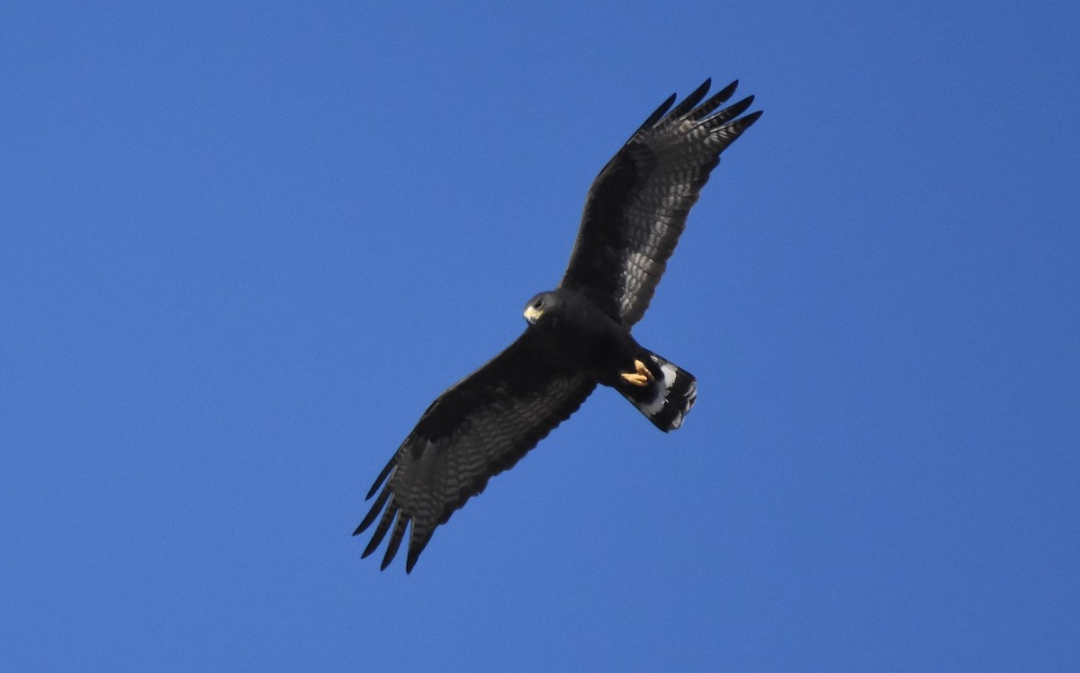Zone-tailed Hawk - ML84959641