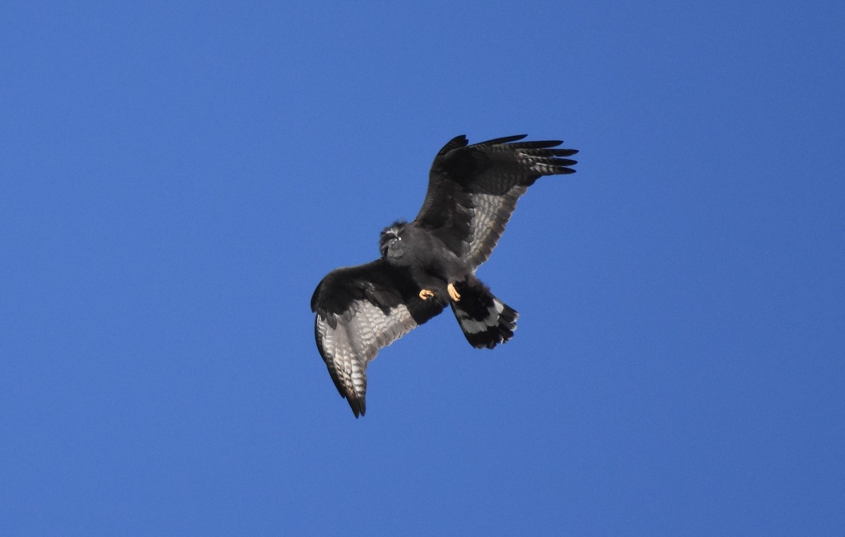 Zone-tailed Hawk - ML84959681