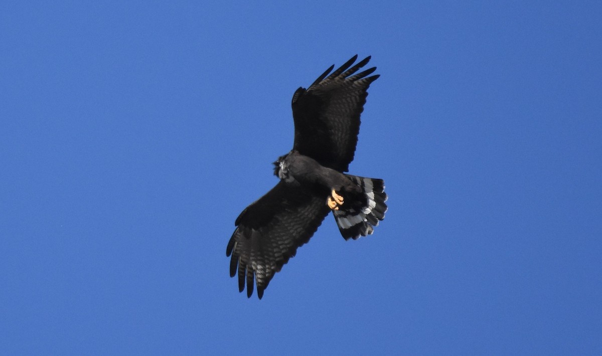 Zone-tailed Hawk - ML84959711