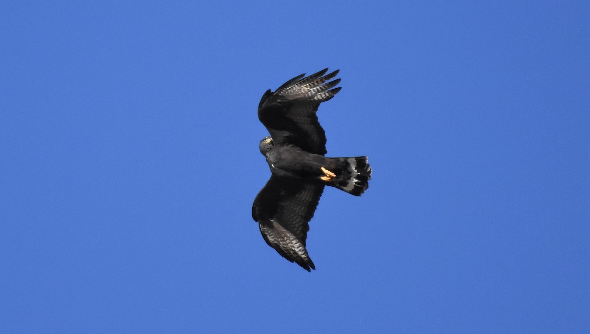 Zone-tailed Hawk - ML84959731