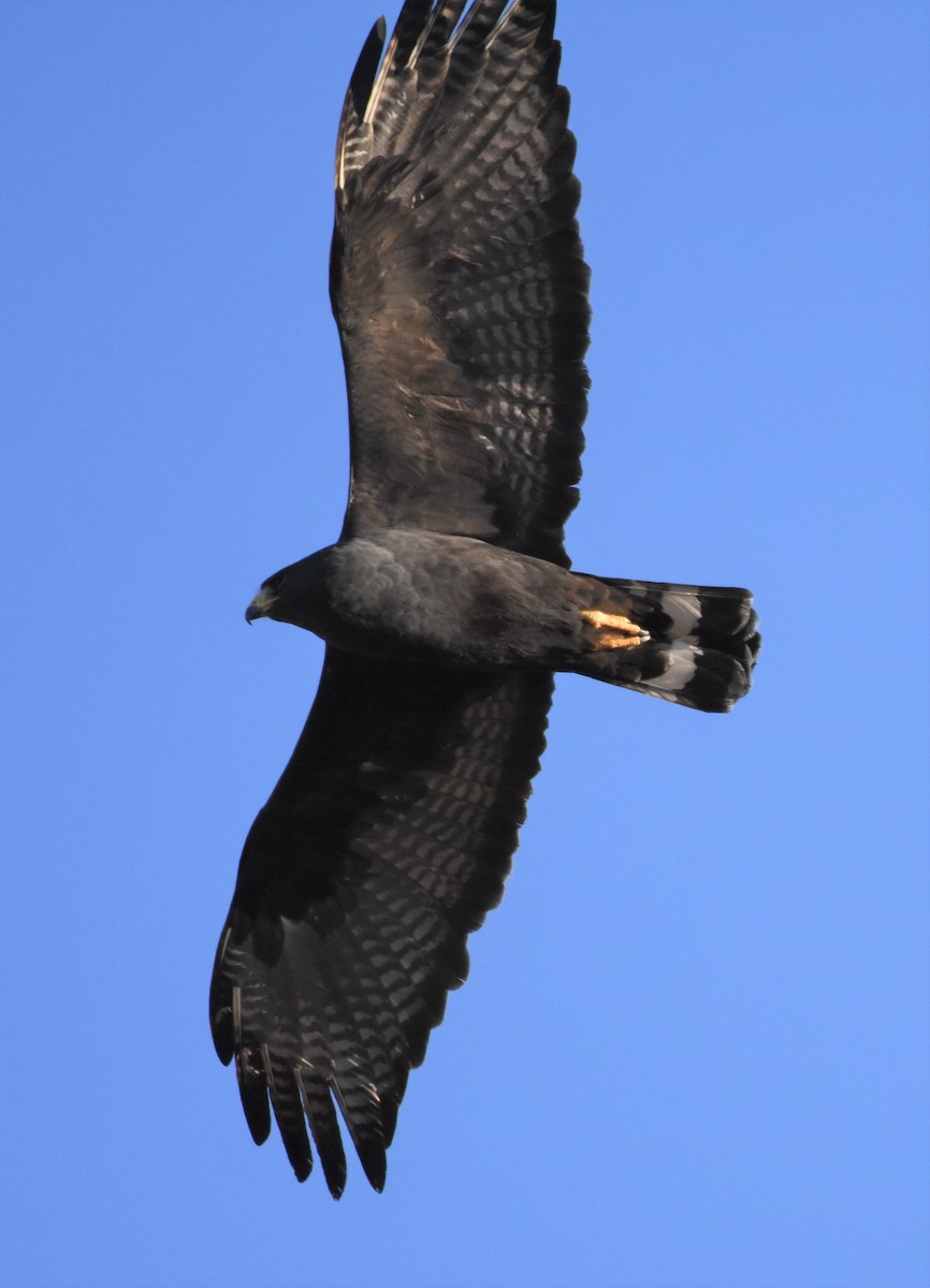 Zone-tailed Hawk - ML84959811