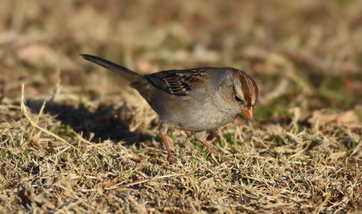 White-crowned Sparrow - ML84961381