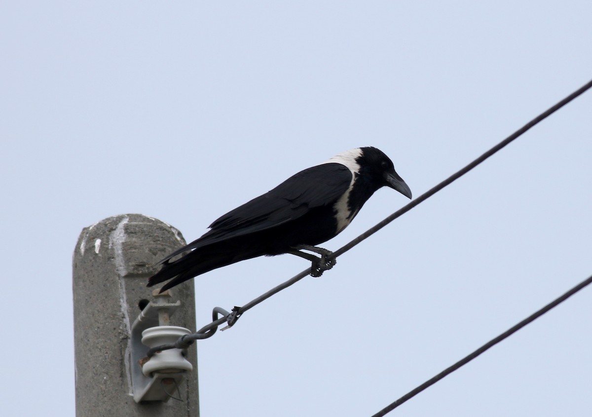 Collared Crow - ML84965811