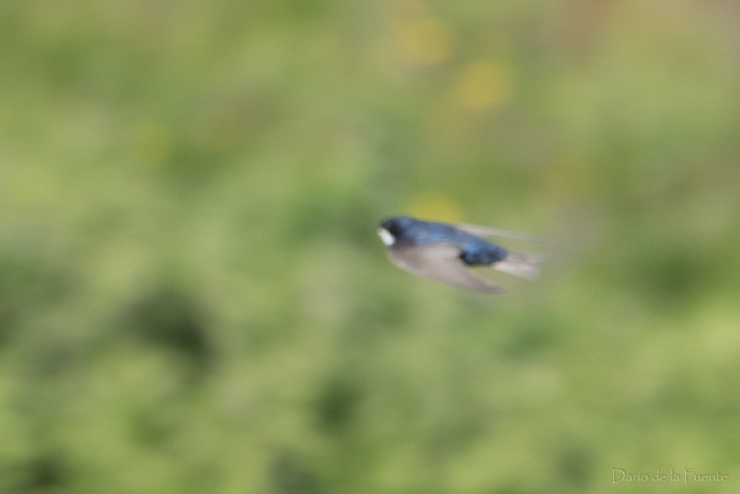 Blue-and-white Swallow - Darío de la Fuente