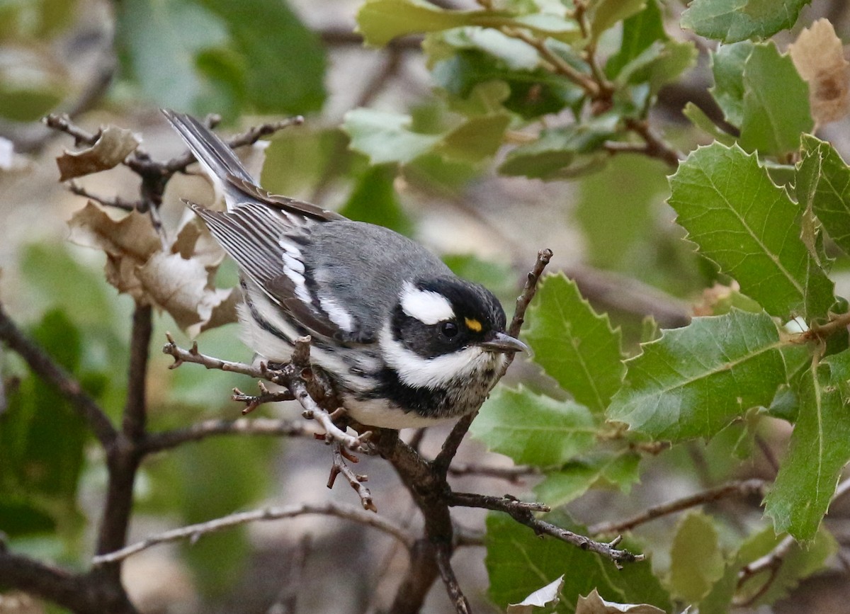 Black-throated Gray Warbler - Jon Pleizier