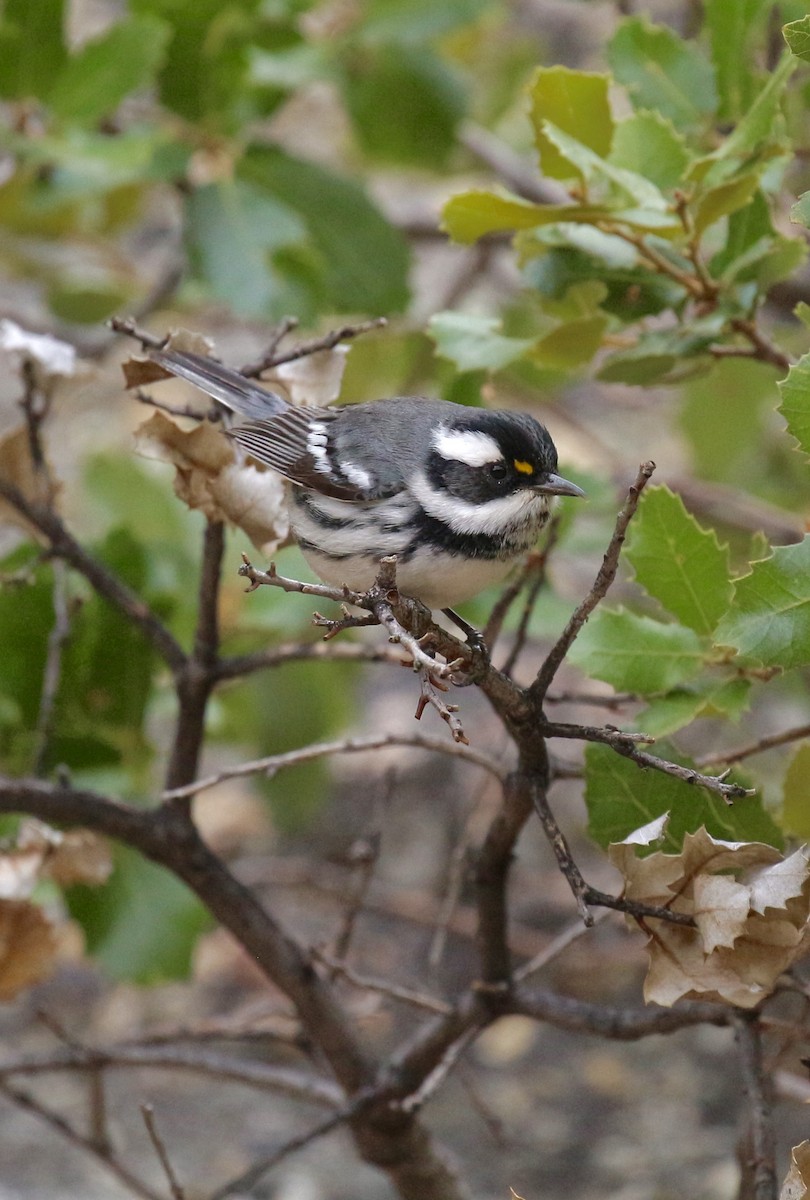 Black-throated Gray Warbler - ML84970991