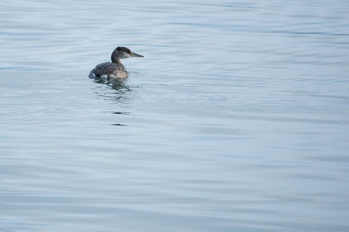 Red-necked Grebe - ML84972261