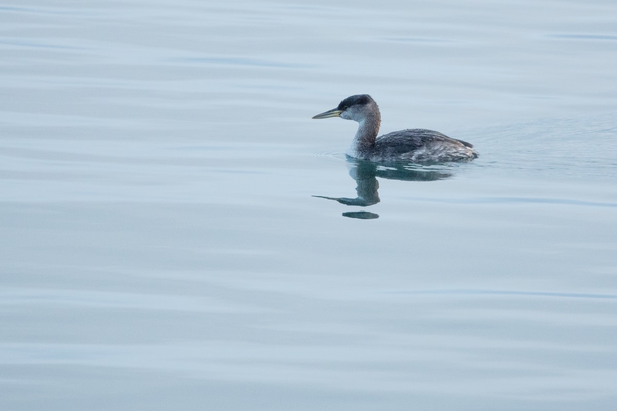 Red-necked Grebe - ML84972271