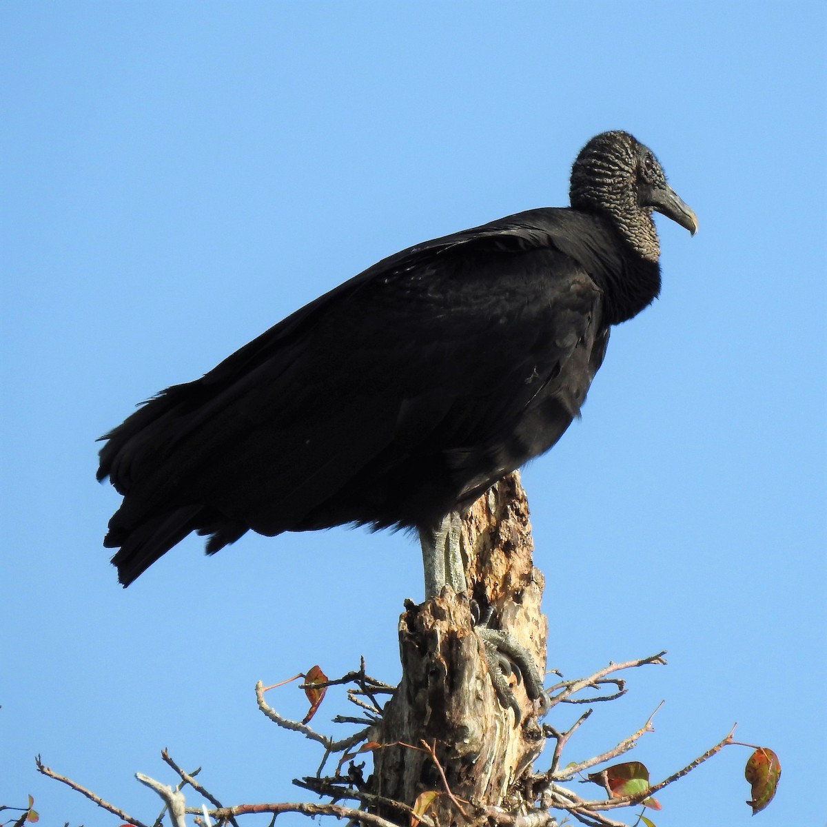 Black Vulture - ML84972941