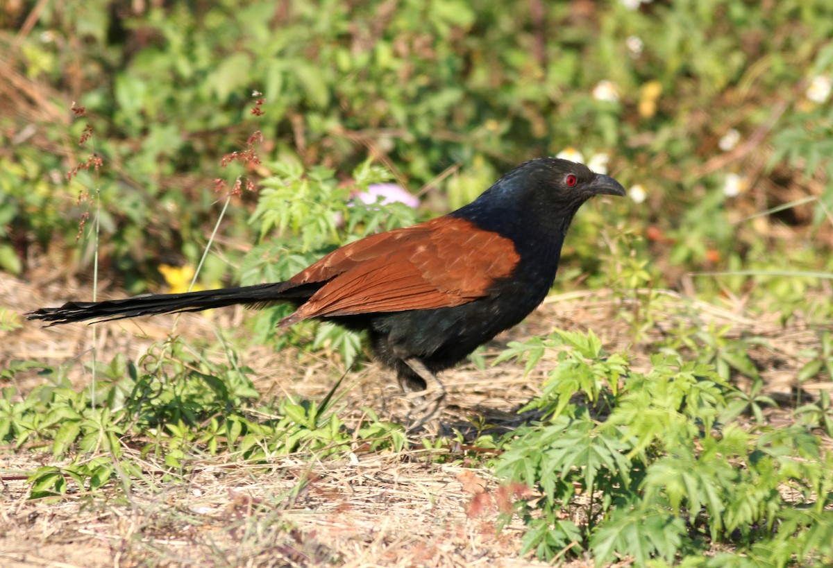Greater Coucal - 佑淇 陳