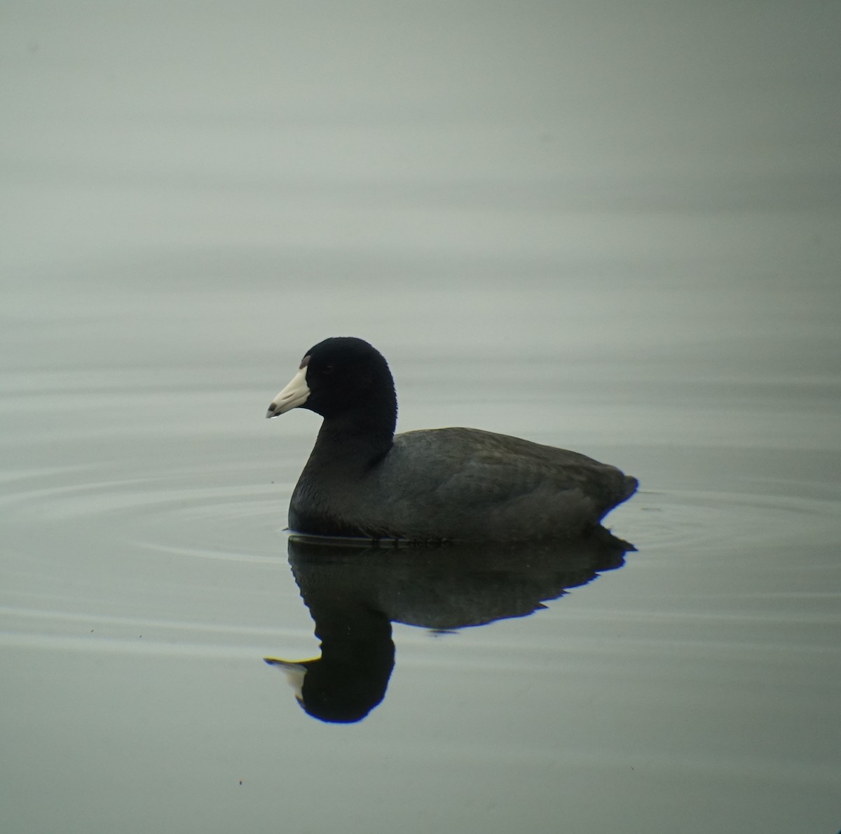 American Coot (Red-shielded) - Richard Smethurst