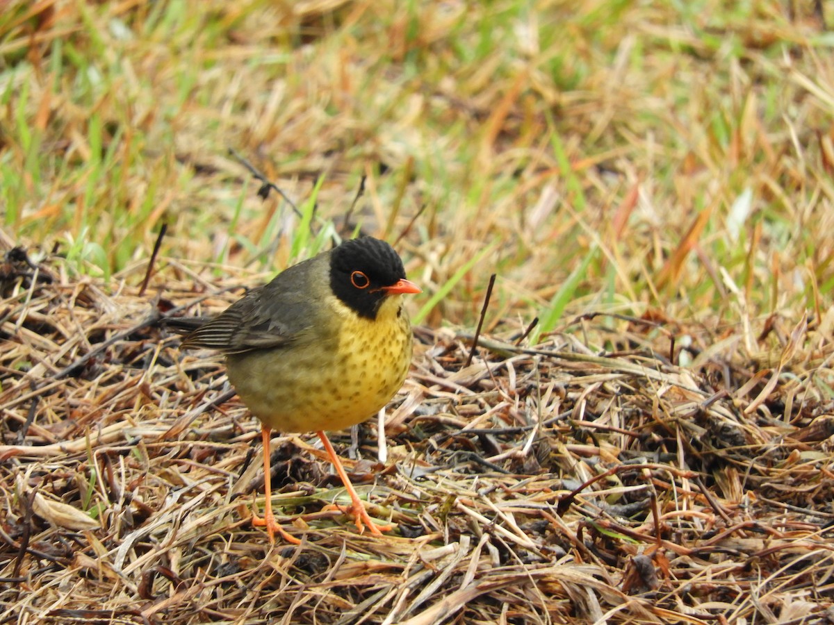 Yellow-throated Nightingale-Thrush - ML84979601