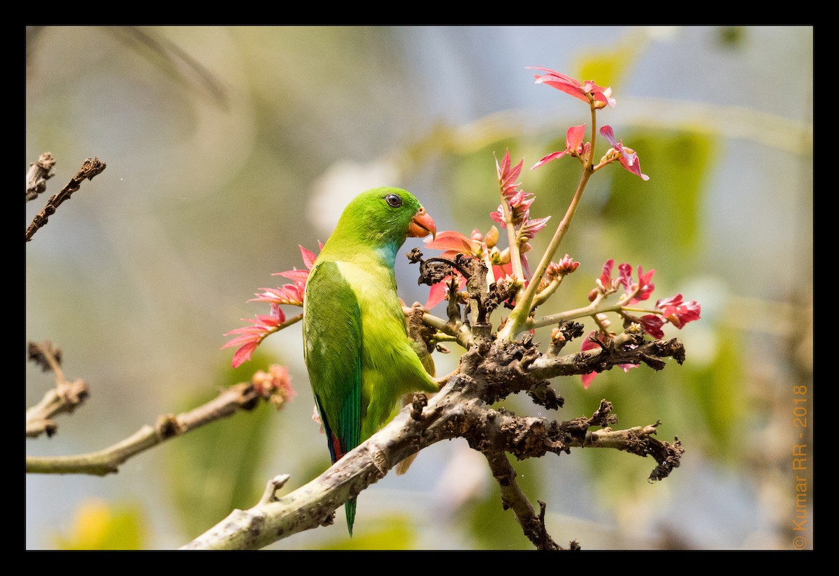 Vernal Hanging-Parrot - Kumar RR