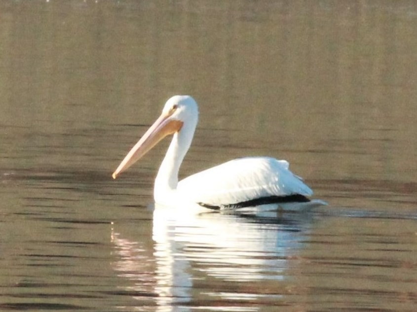 American White Pelican - Rutger Koperdraad