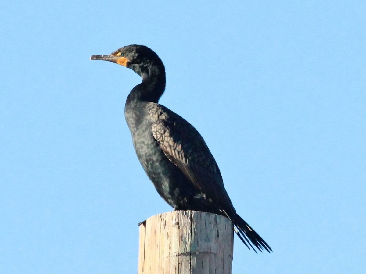 Double-crested Cormorant - Rutger Koperdraad