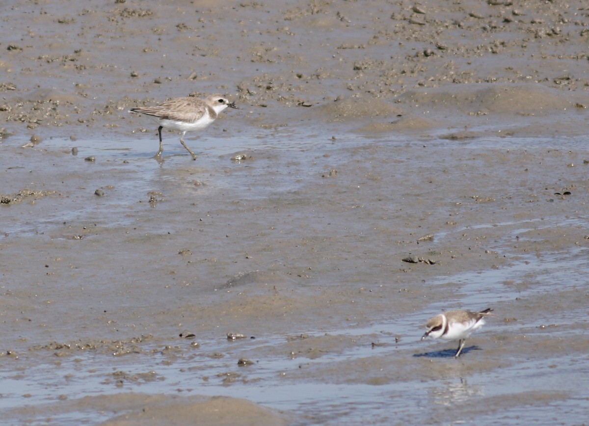 Greater Sand-Plover - 佑淇 陳